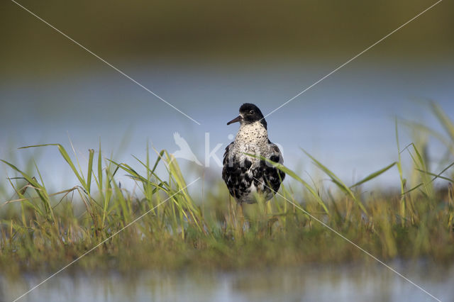 Kemphaan (Philomachus pugnax)