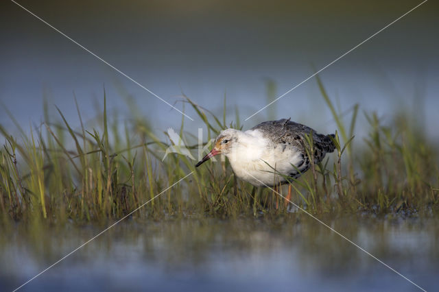 Kemphaan (Philomachus pugnax)