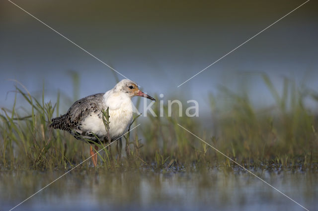 Kemphaan (Philomachus pugnax)