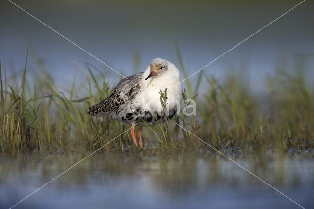 Kemphaan (Philomachus pugnax)