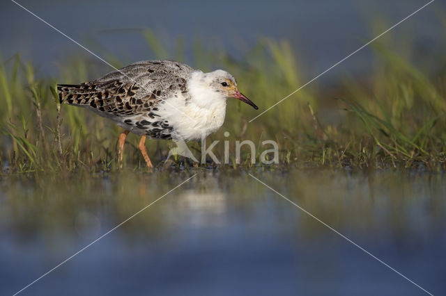 Kemphaan (Philomachus pugnax)