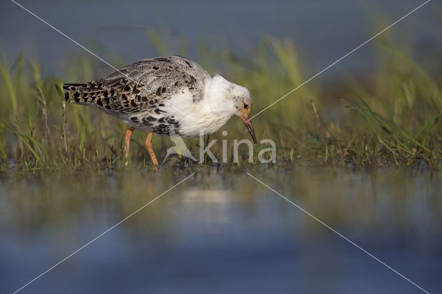 Kemphaan (Philomachus pugnax)