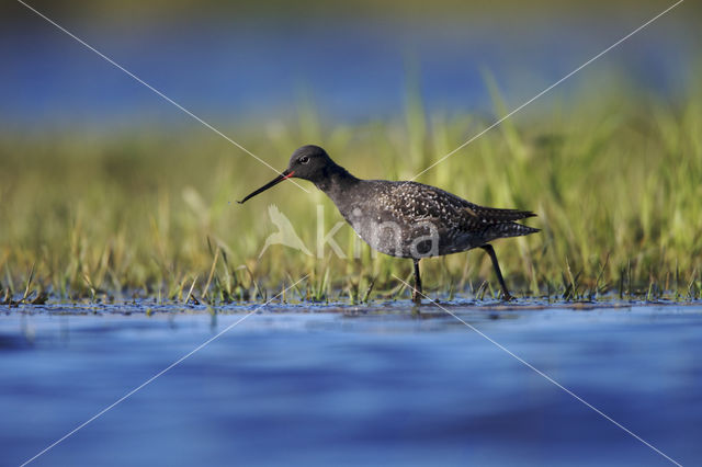 Zwarte Ruiter (Tringa erytrhopus                    )