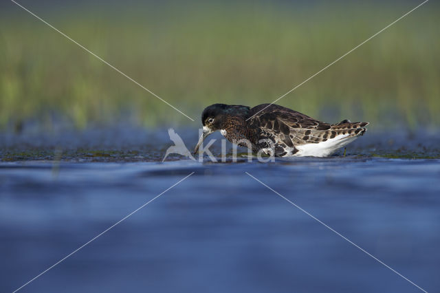 Ruff (Philomachus pugnax)