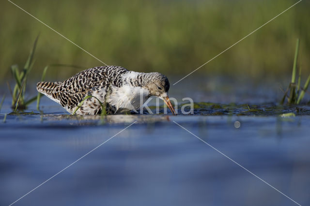 Ruff (Philomachus pugnax)