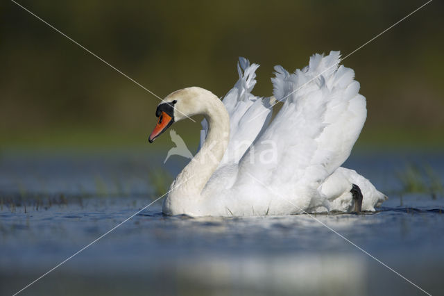 Knobbelzwaan (Cygnus olor)