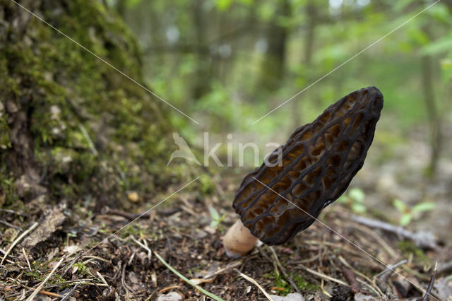 Kegelmorielje (Morchella elata)