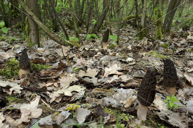 Kegelmorielje (Morchella elata)