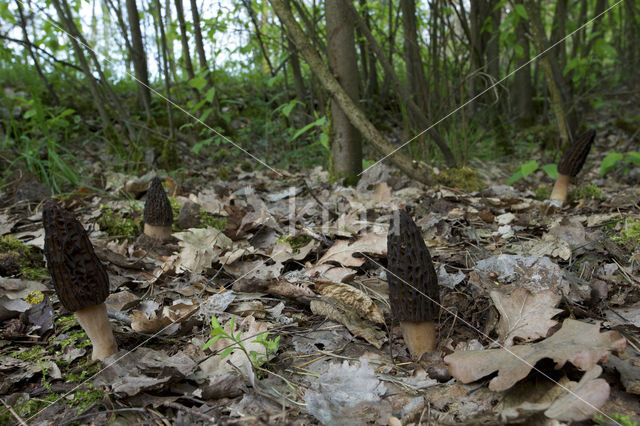 Kegelmorielje (Morchella elata)