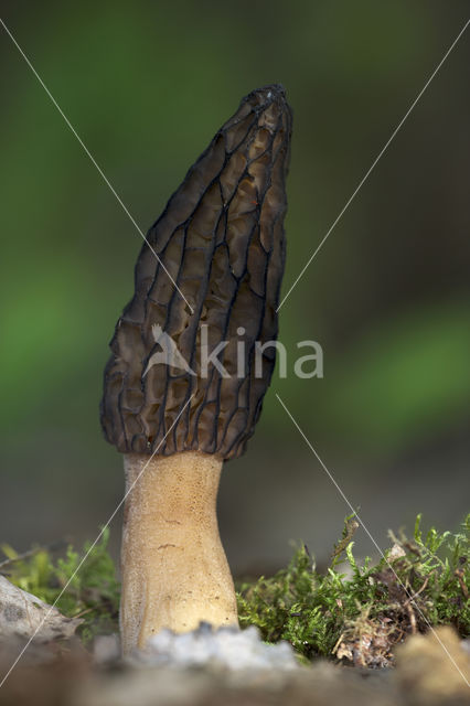 Kegelmorielje (Morchella elata)