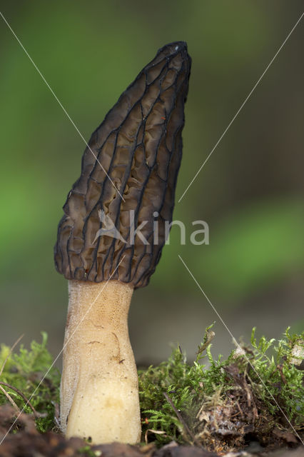 Kegelmorielje (Morchella elata)