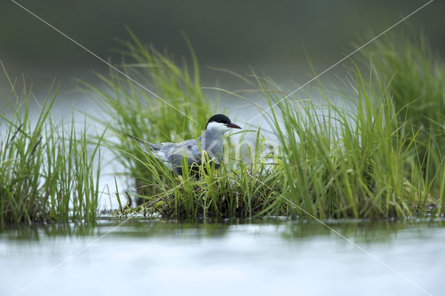 Whiskered Tern (Chlidonias hybridus)