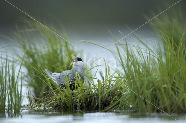 Whiskered Tern (Chlidonias hybridus)