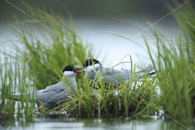 Whiskered Tern (Chlidonias hybridus)