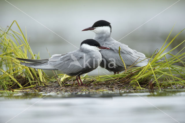 Whiskered Tern (Chlidonias hybridus)