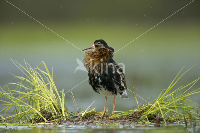 Kemphaan (Philomachus pugnax)