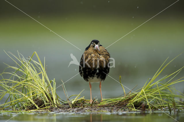 Kemphaan (Philomachus pugnax)