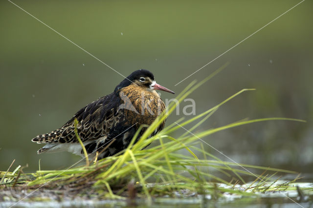 Kemphaan (Philomachus pugnax)