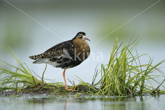 Kemphaan (Philomachus pugnax)