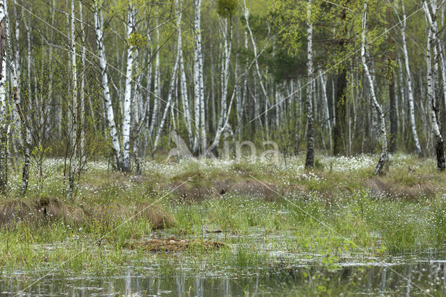 Kraanvogel (Grus grus)