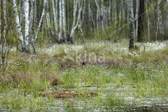 Common Crane (Grus grus)