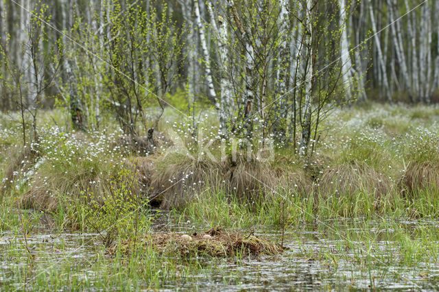 Common Crane (Grus grus)