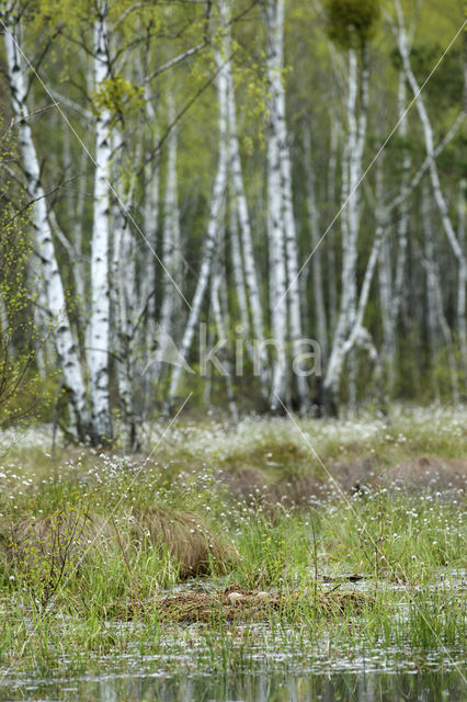 Kraanvogel (Grus grus)