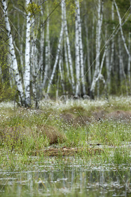 Kraanvogel (Grus grus)