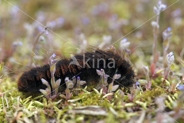 Fox Moth (Macrothylacia rubi)