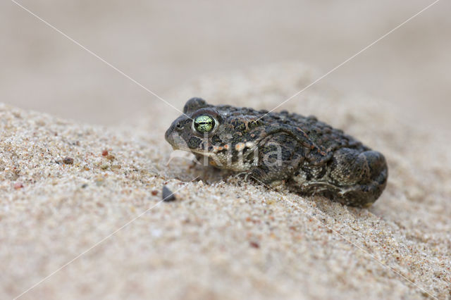 Rugstreeppad (Bufo calamita