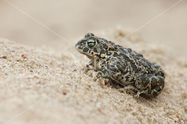 Rugstreeppad (Bufo calamita