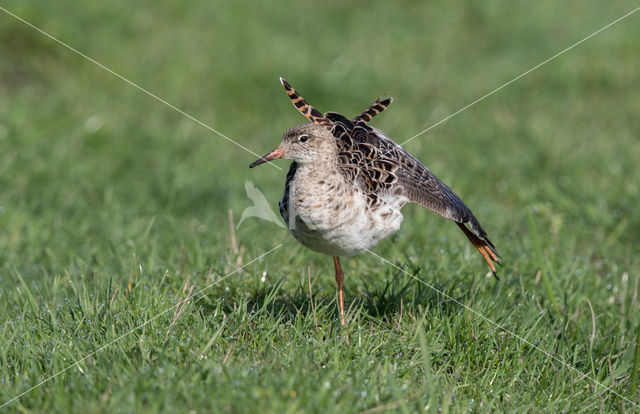 Kemphaan (Philomachus pugnax)