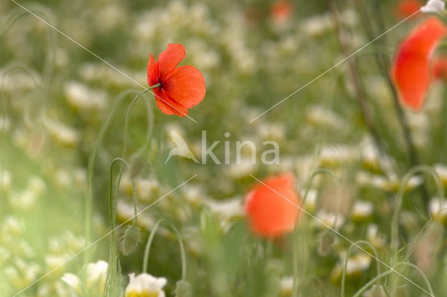 Poppy (Papaver spec.)