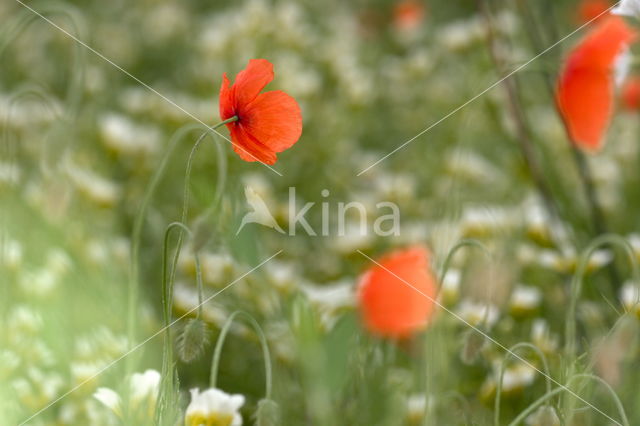 Poppy (Papaver spec.)