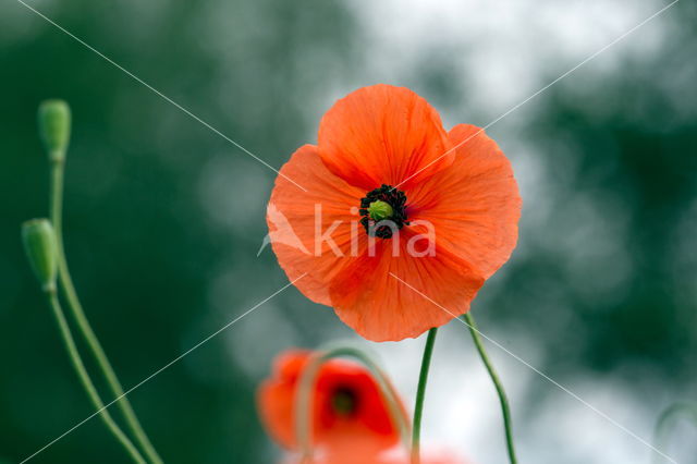 Klaproos (Papaver spec.)