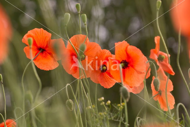 Poppy (Papaver spec.)