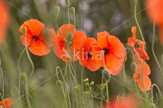 Klaproos (Papaver spec.)