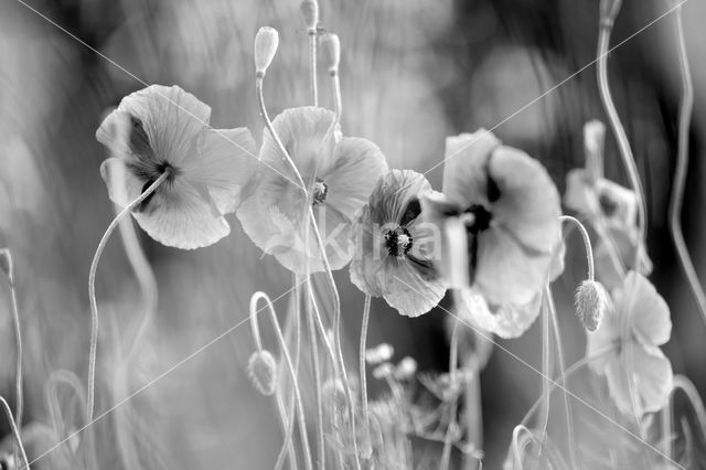 Klaproos (Papaver spec.)