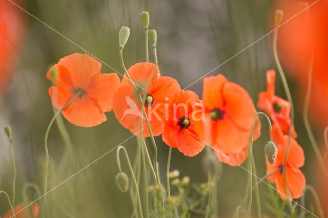 Poppy (Papaver spec.)