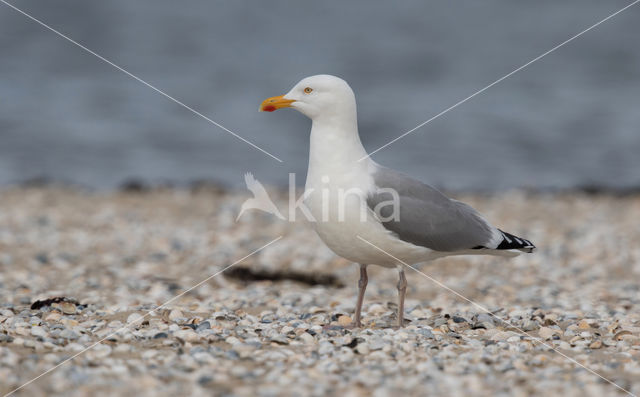 Zilvermeeuw (Larus argentatus)