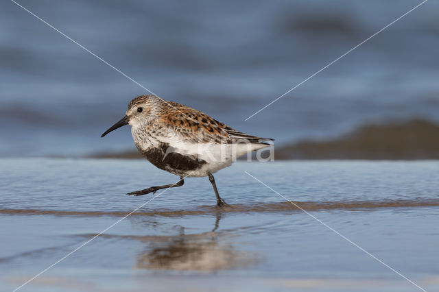 Dunlin (Calidris alpina)