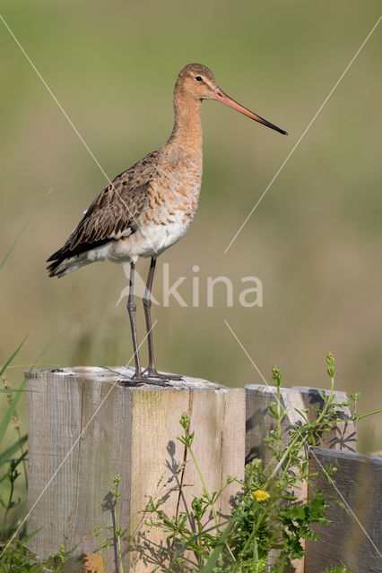 Black-tailed Godwit (Limosa limosa)