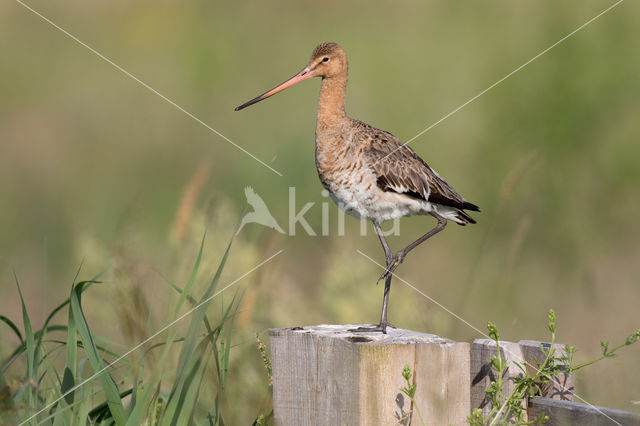 Black-tailed Godwit (Limosa limosa)