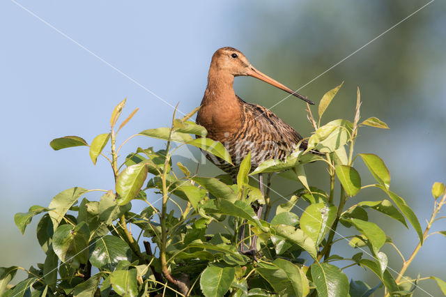 Black-tailed Godwit (Limosa limosa)