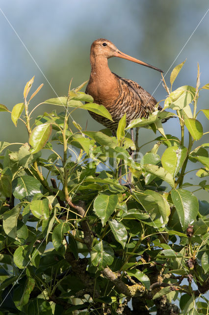 Grutto (Limosa limosa)