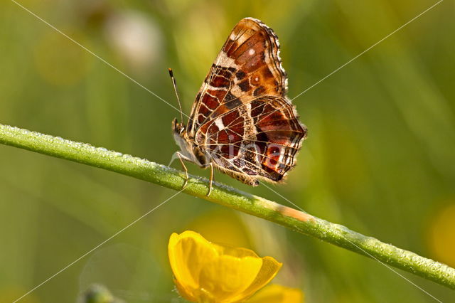 Landkaartje (Araschnia levana)