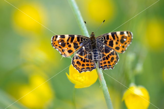 Landkaartje (Araschnia levana)