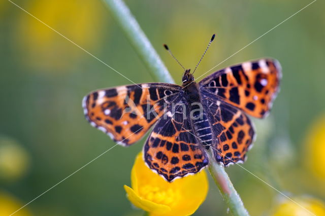 Landkaartje (Araschnia levana)