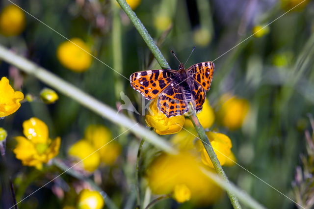 Landkaartje (Araschnia levana)