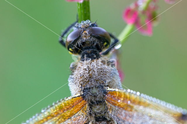 Viervlek (Libellula quadrimaculata)